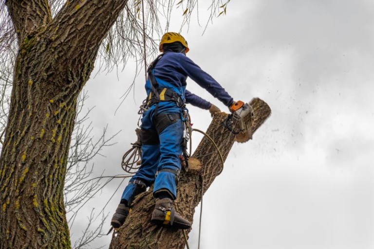 L'élagage des arbres, techniques professionnelles pour préserver votre patrimoine végétal
