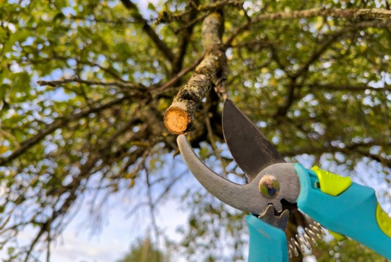 Quand et comment tailler vos haies pour un résultat esthétique et durable ?